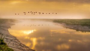 Birds fly over pond