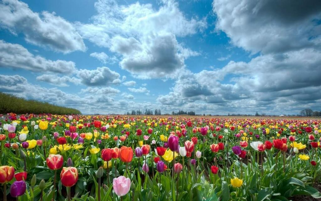 Blooming field under sky